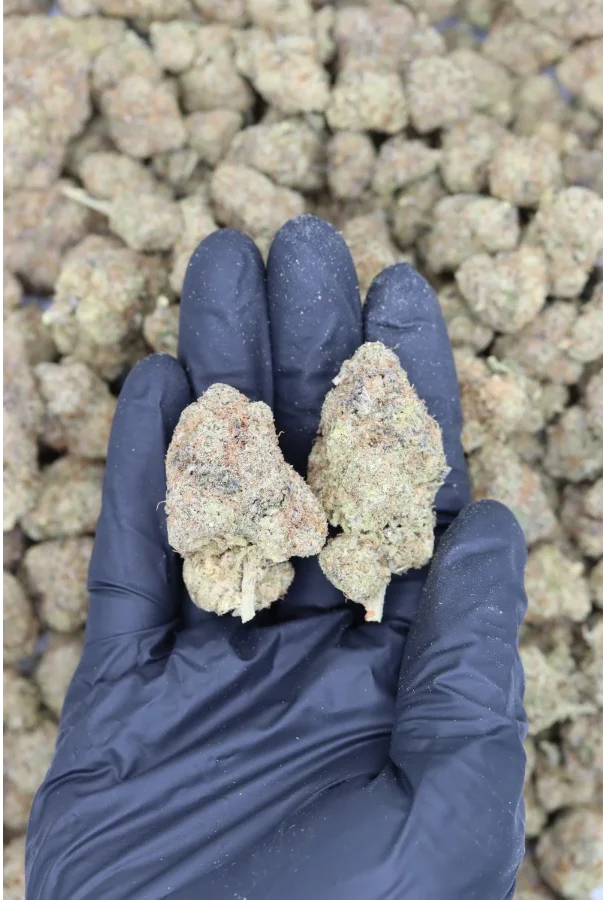 Sour Amnesia (1/2lb) Wholesale Flower bulk Sour Amnesia (1/2lb) Wholesale Flower bulk