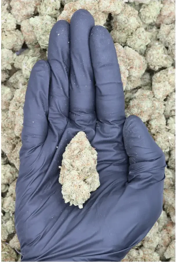 Sour Grape Cookies All Strains Cannabis Flower Sour Grape Cookies All Strains Cannabis Flower