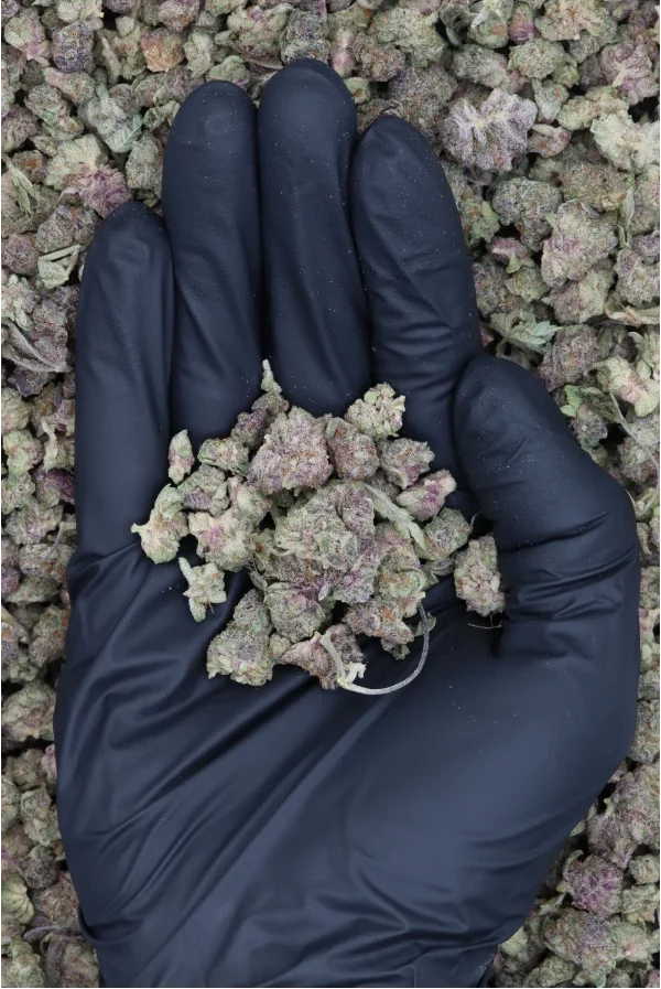 Tropic Truffle Smalls All Strains Cannabis Flower Tropic Truffle Smalls All Strains Cannabis Flower