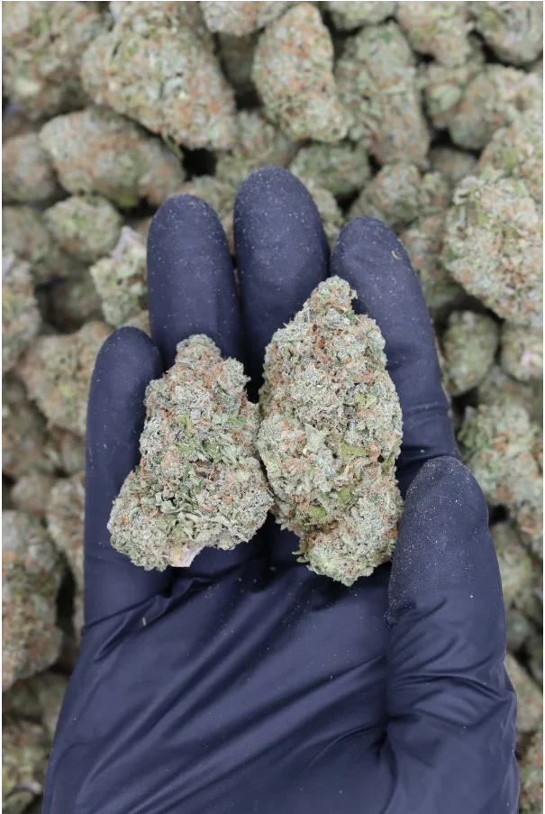 Tropical Cookies All Strains Cannabis Flower Tropical Cookies All Strains Cannabis Flower