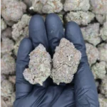Tropical Cookies (1/2lb) Wholesale Flower bulk
