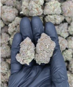 Maui Sunrise All Strains Cannabis Flower Maui Sunrise All Strains Cannabis Flower
