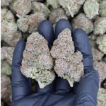 Tropical Cookies (1/2lb) Wholesale Flower bulk