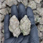 Tropical Cookies (1/2lb) Wholesale Flower bulk
