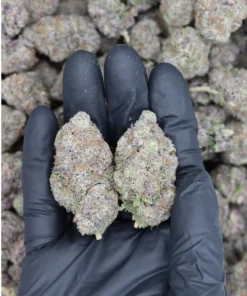 Ice Berry (1/2lb) Wholesale Flower bulk
