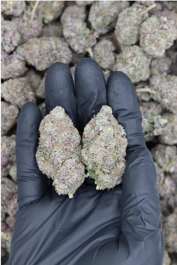 Ice Berry (1/2lb) Wholesale Flower bulk Ice Berry (1/2lb) Wholesale Flower bulk